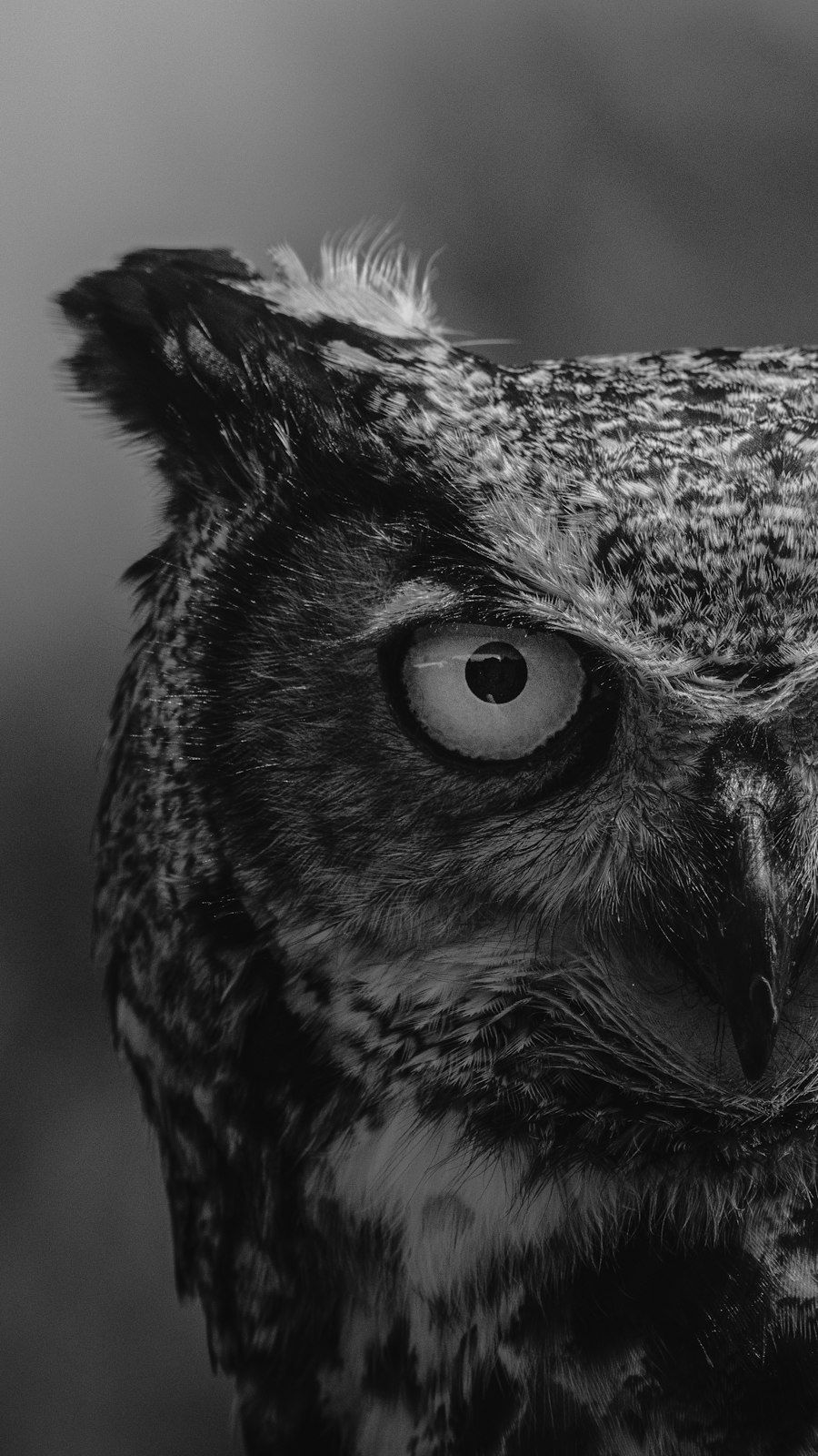 Owl portrait in the dark