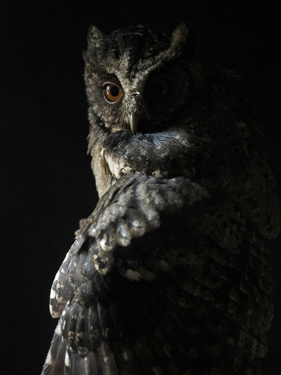 Owl perched in the dark