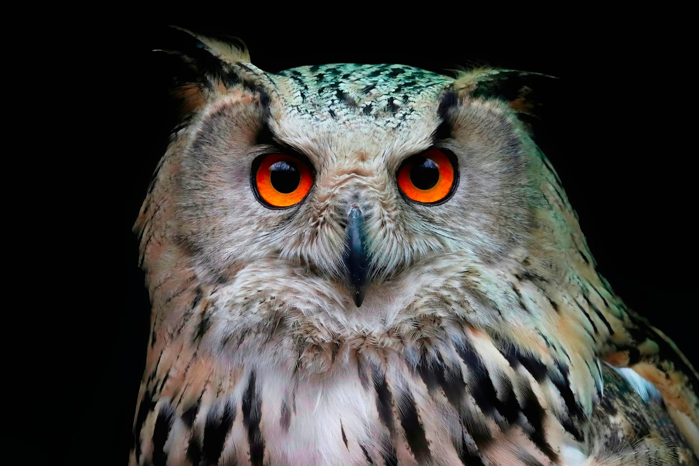 Eagle owl with orange eyes in darkness