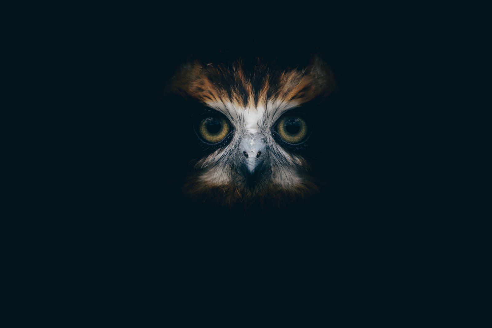 Owl face emerging from darkness